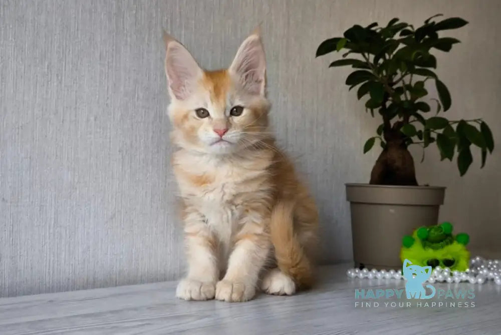 Dakota Maine Coon female red silver ticked tabby live animals