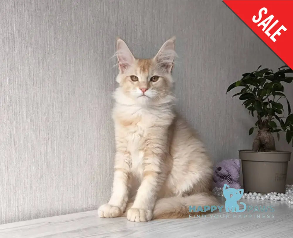 Dakota Maine Coon female red silver ticked tabby live animals