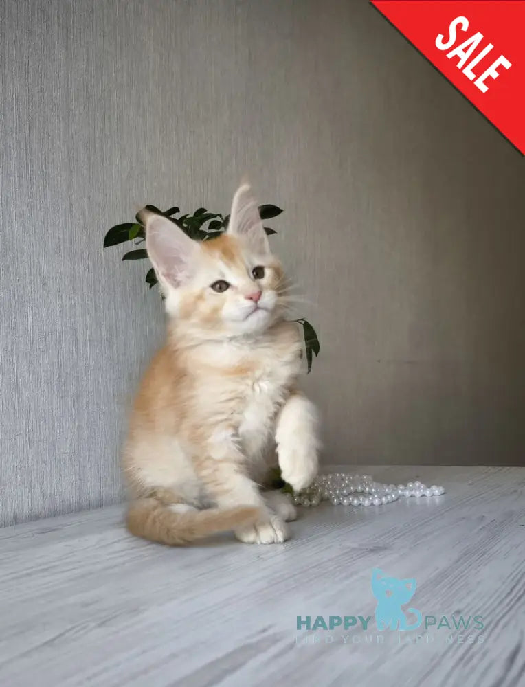 Dakota Maine Coon female red silver ticked tabby live animals