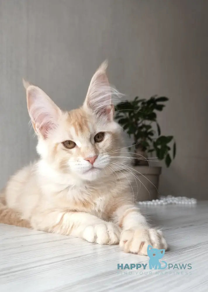 Dakota Maine Coon female red silver ticked tabby live animals