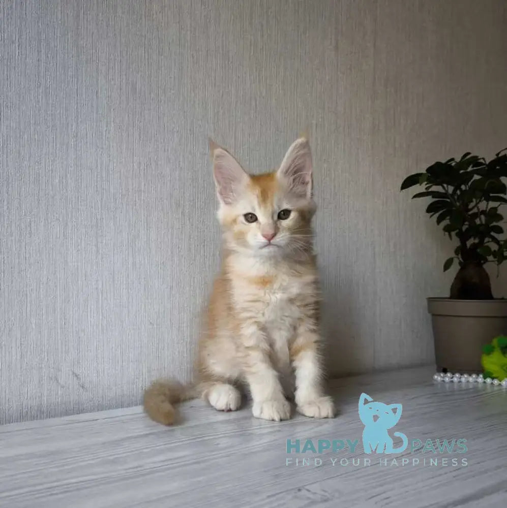 Dakota Maine Coon female red silver ticked tabby live animals