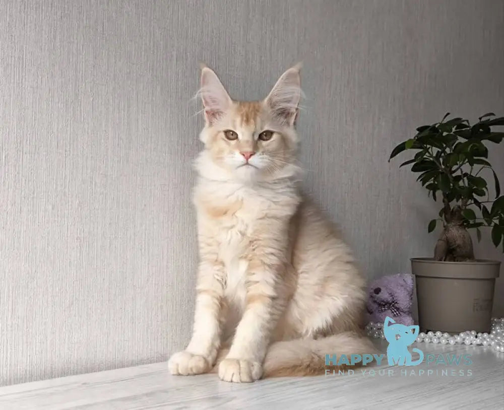 Dakota Maine Coon female red silver ticked tabby live animals