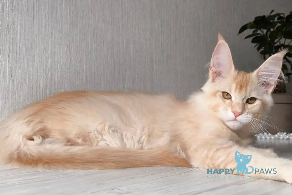 Dakota Maine Coon female red silver ticked tabby live animals
