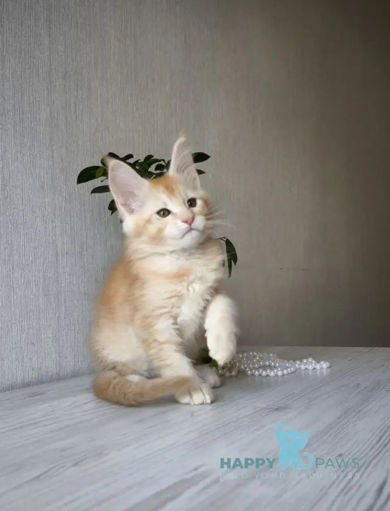 Dakota Maine Coon female red silver ticked tabby live animals