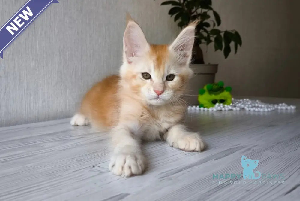 Dakota Maine Coon female red silver ticked tabby live animals
