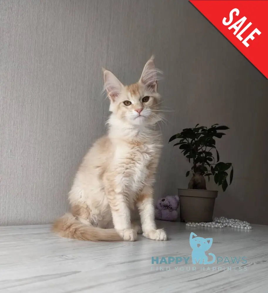 Dakota Maine Coon female red silver ticked tabby live animals