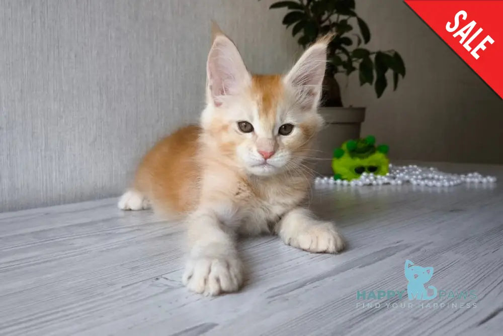 Dakota Maine Coon female red silver ticked tabby live animals