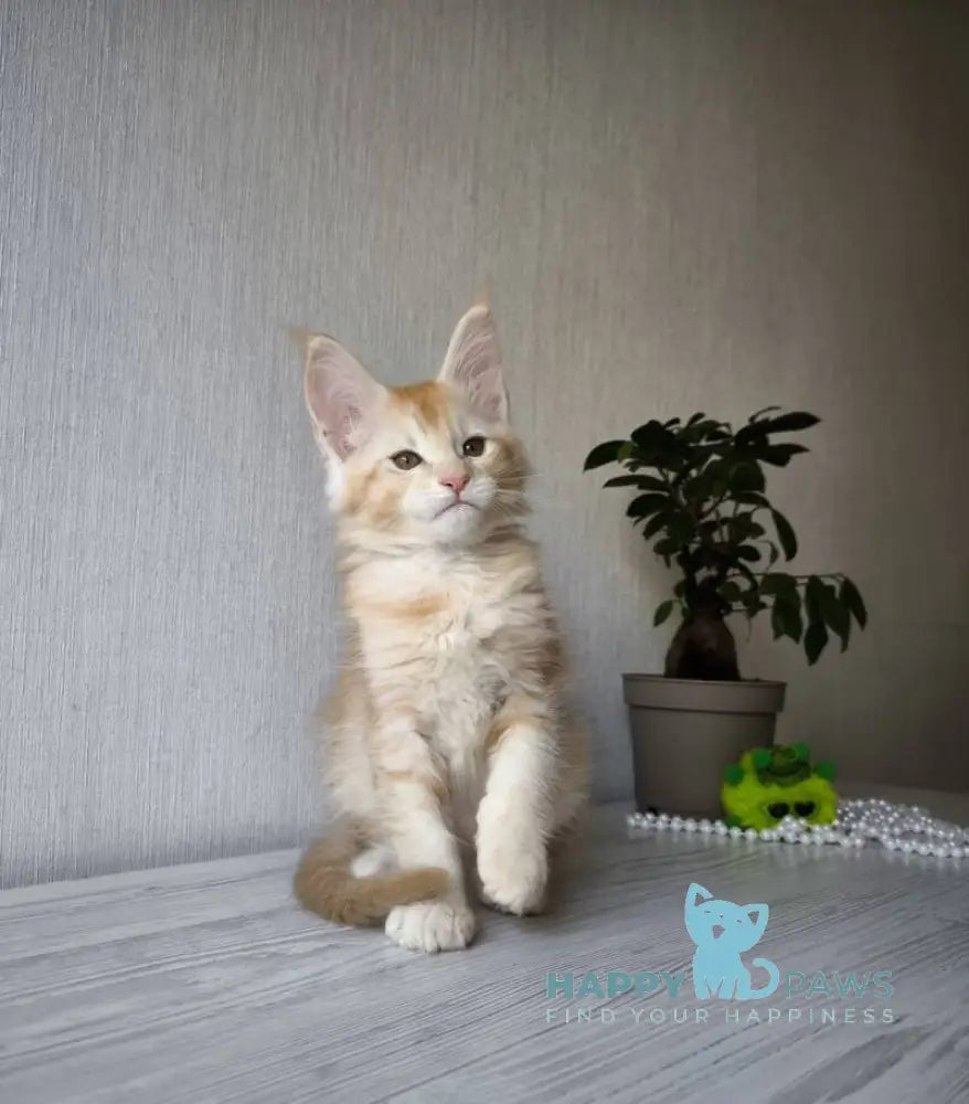 Dakota Maine Coon female red silver ticked tabby live animals