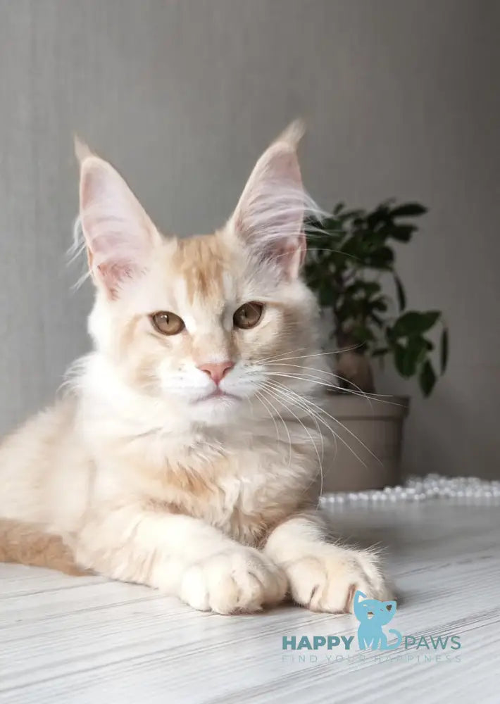 Dakota Maine Coon female red silver ticked tabby live animals