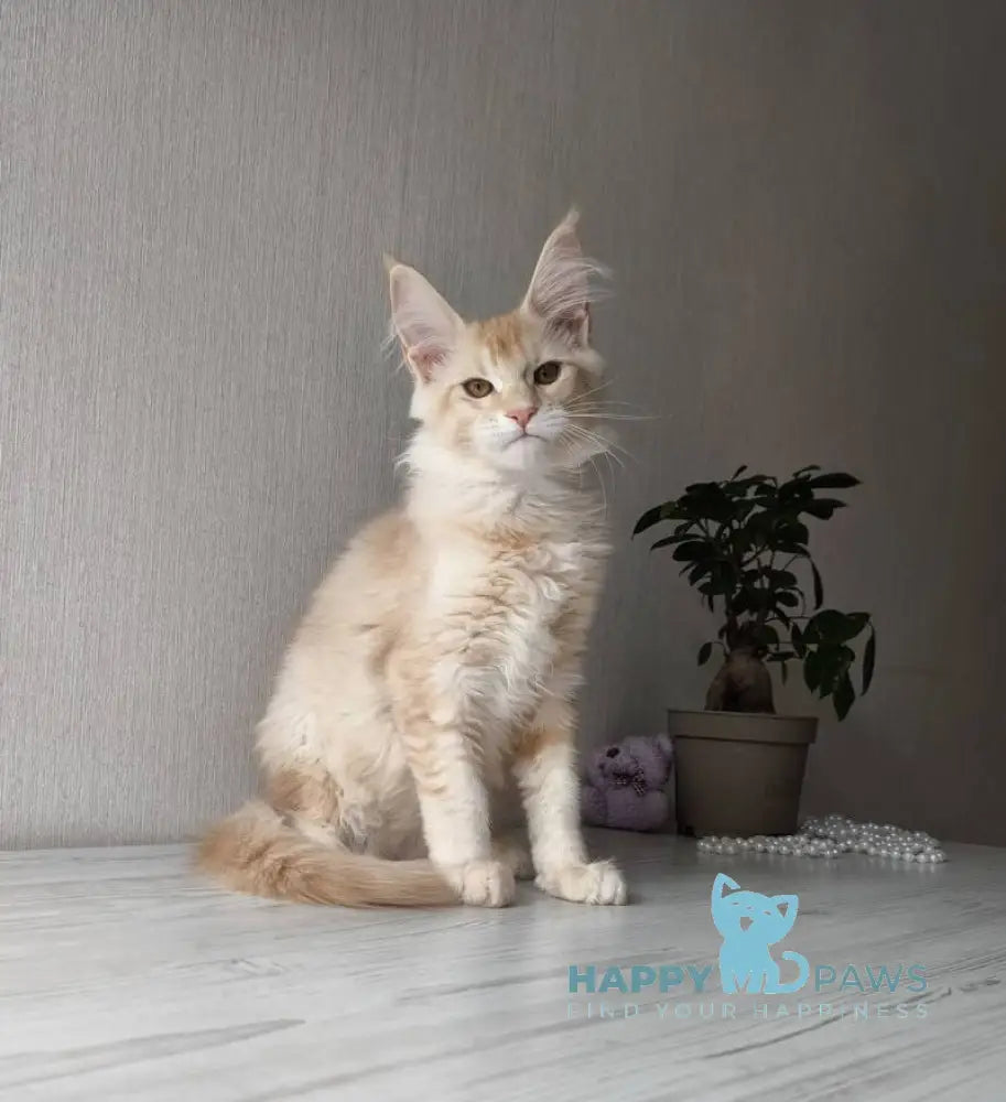 Dakota Maine Coon female red silver ticked tabby live animals