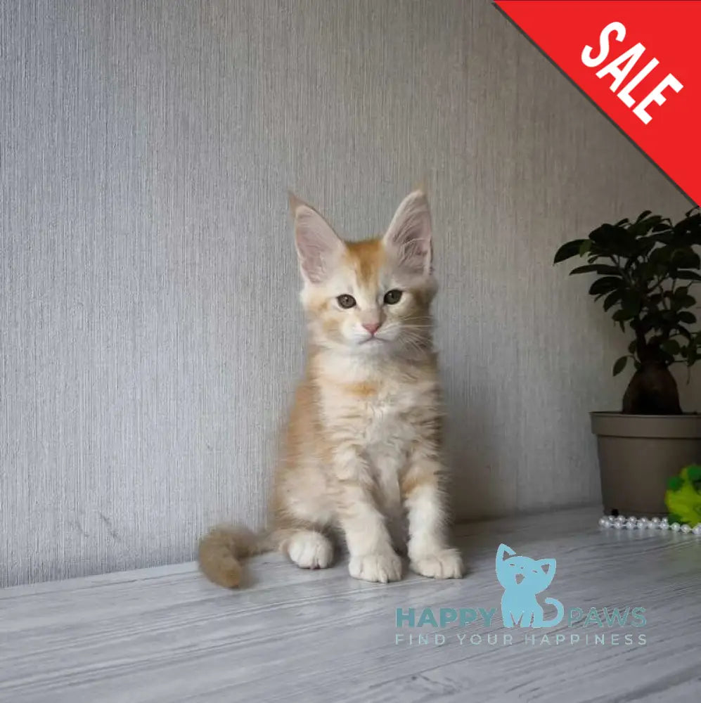 Dakota Maine Coon female red silver ticked tabby live animals