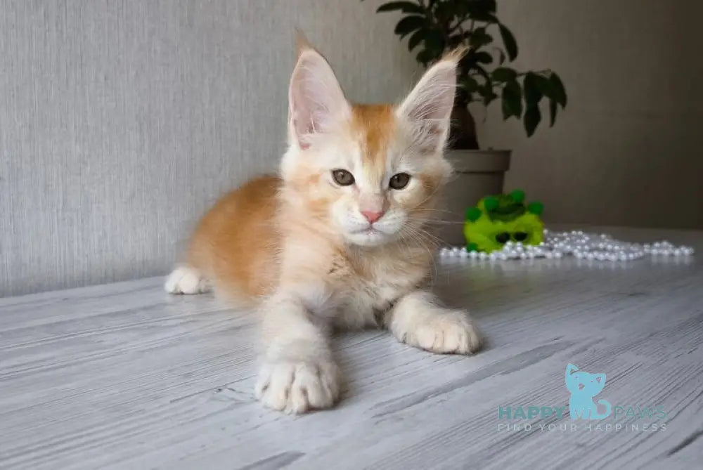 Dakota Maine Coon female red silver ticked tabby live animals
