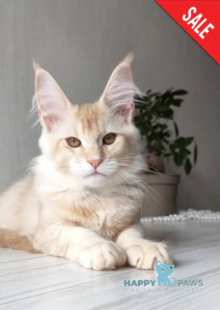 Dakota Maine Coon female red silver ticked tabby live animals