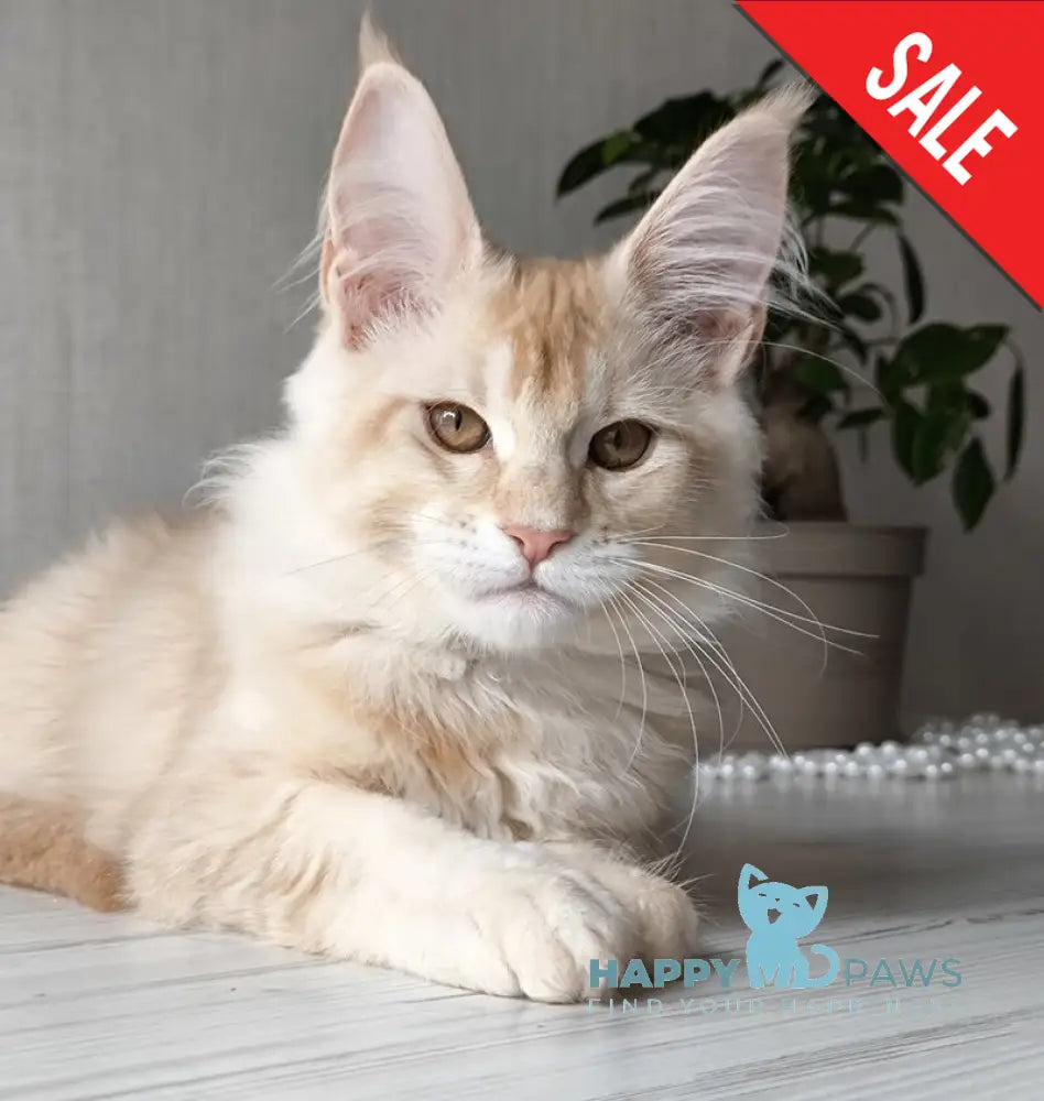 Dakota Maine Coon female red silver ticked tabby live animals