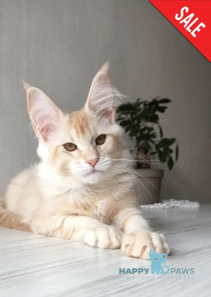 Dakota Maine Coon female red silver ticked tabby live animals