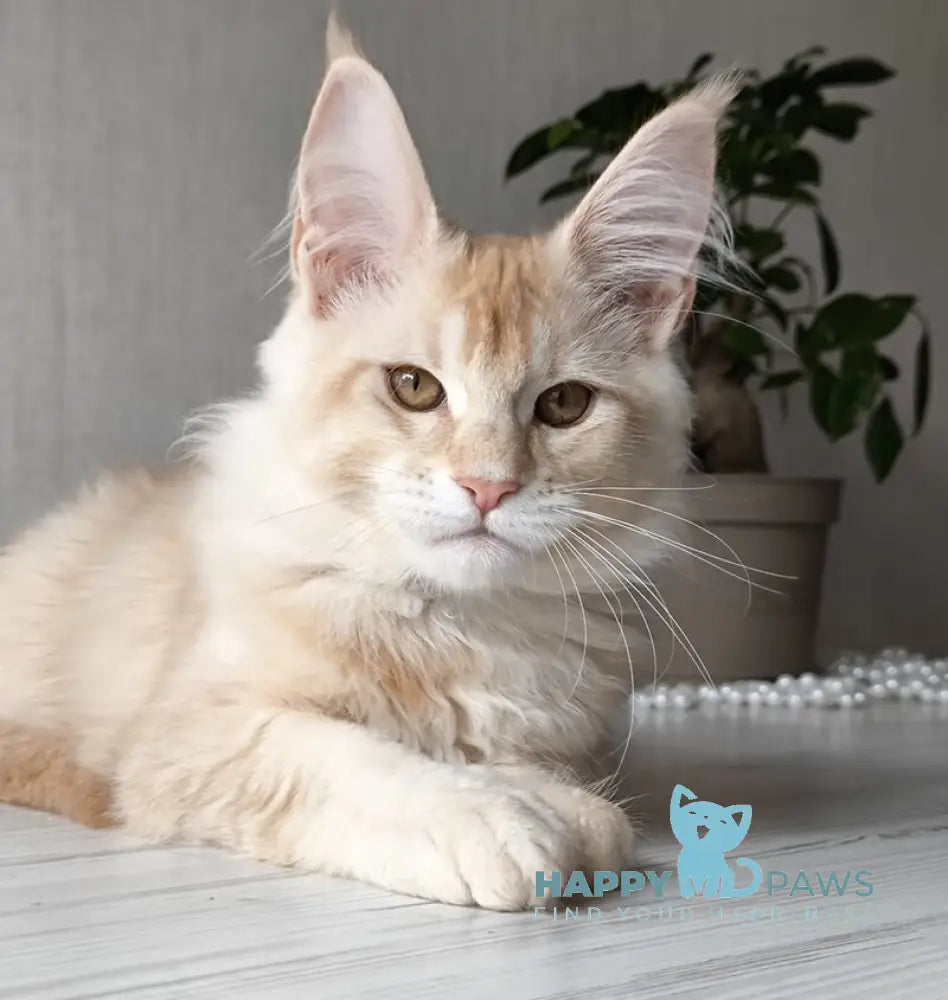 Dakota Maine Coon female red silver ticked tabby live animals