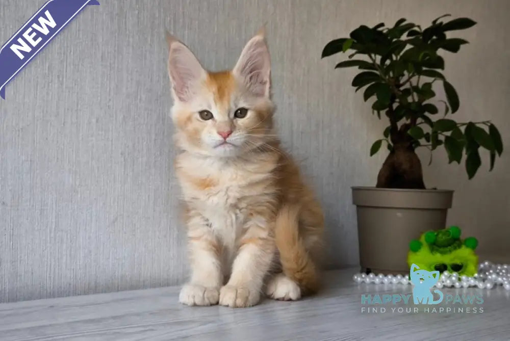 Dakota Maine Coon female red silver ticked tabby live animals