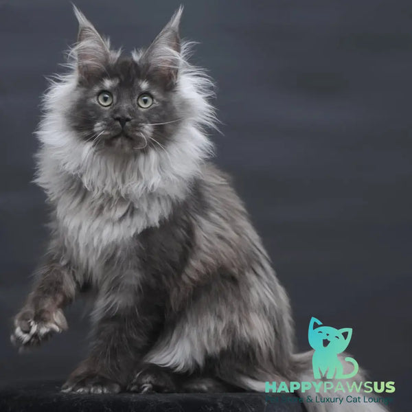Dakota Maine Coon polydactyl 6x6x6x6 female black silver - live animals