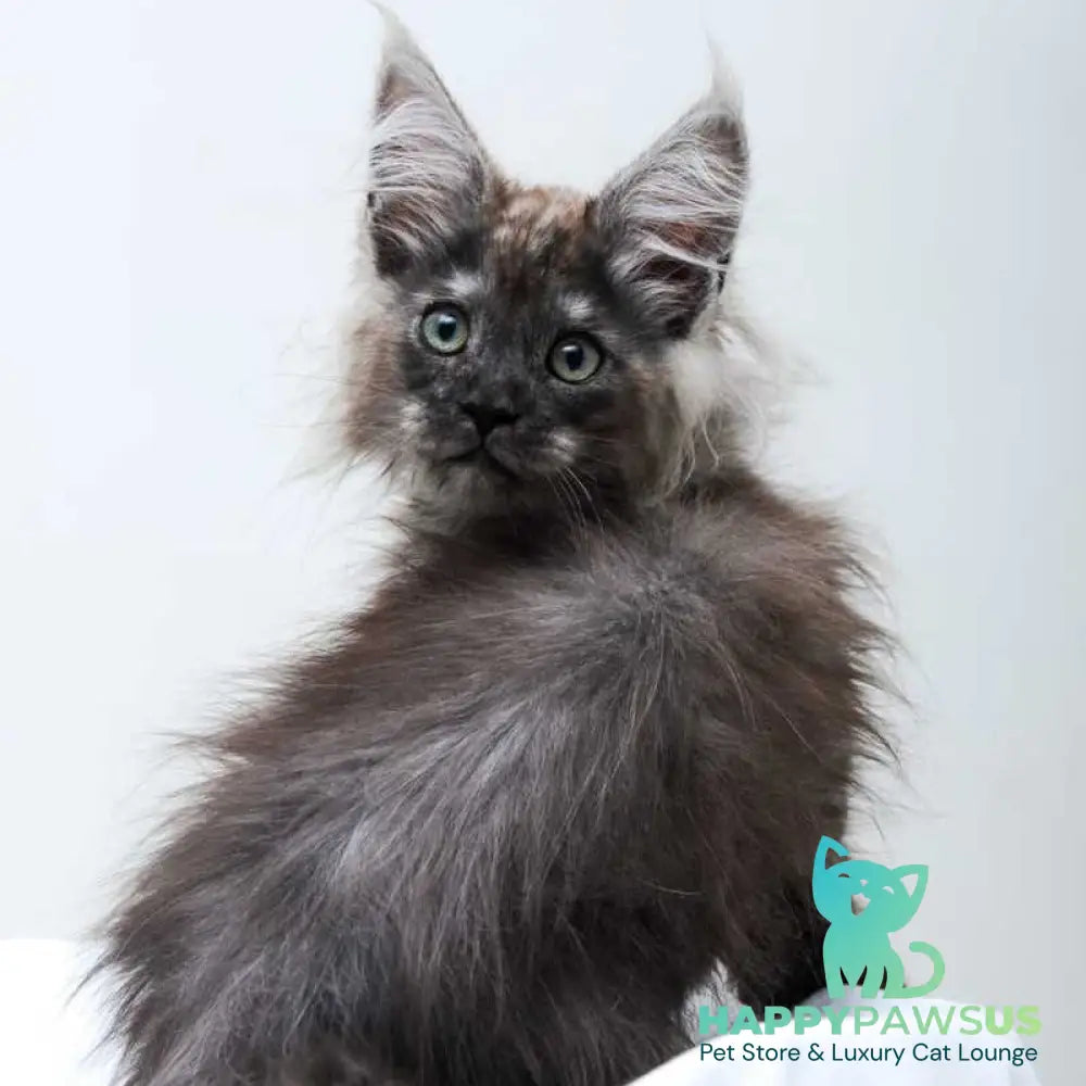 Dakota Maine Coon polydactyl female black silver - live animals