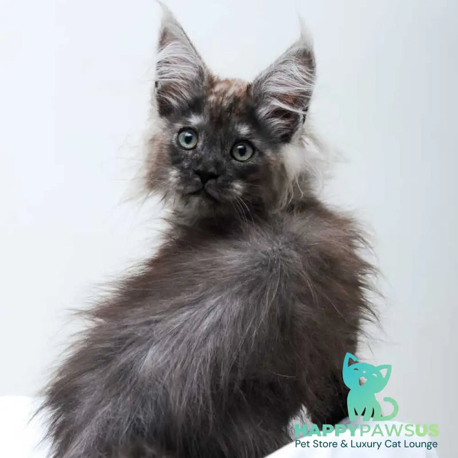 Dakota Maine Coon polydactyl female black silver - live animals