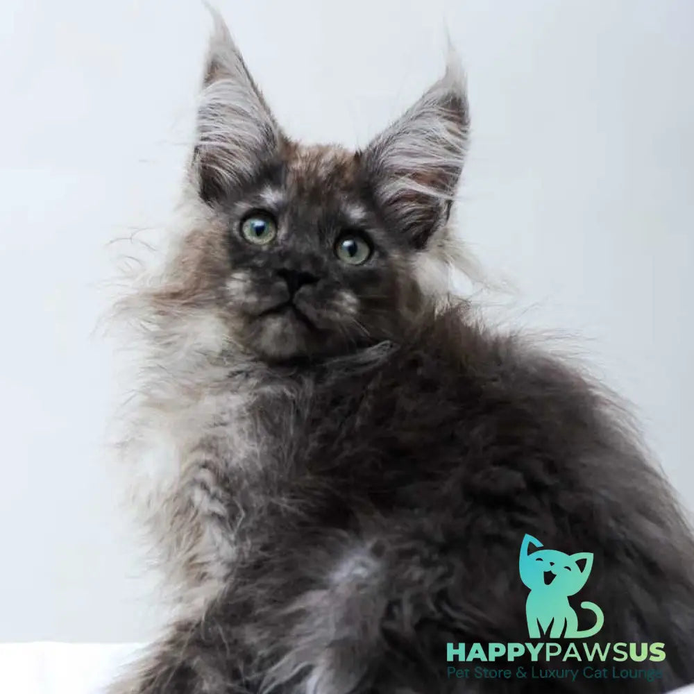 Dakota Maine Coon polydactyl female black silver - live animals