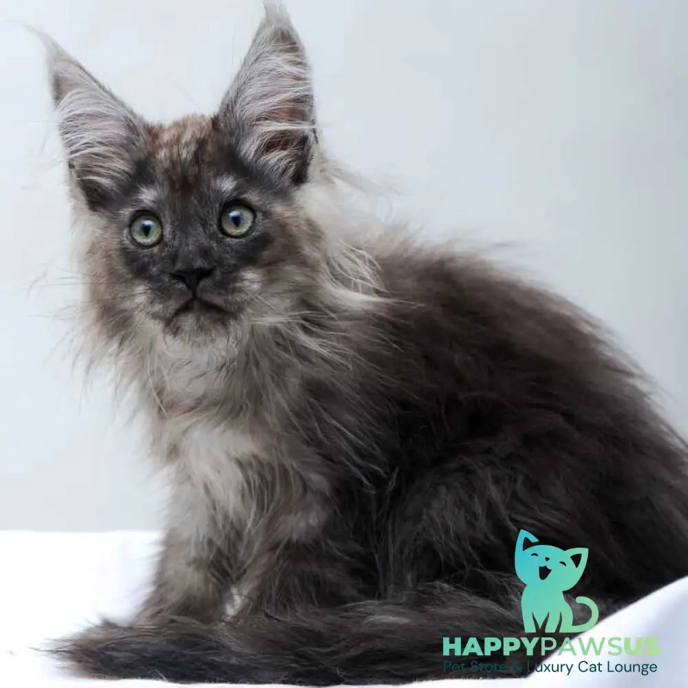 Dakota Maine Coon polydactyl female black silver - live animals