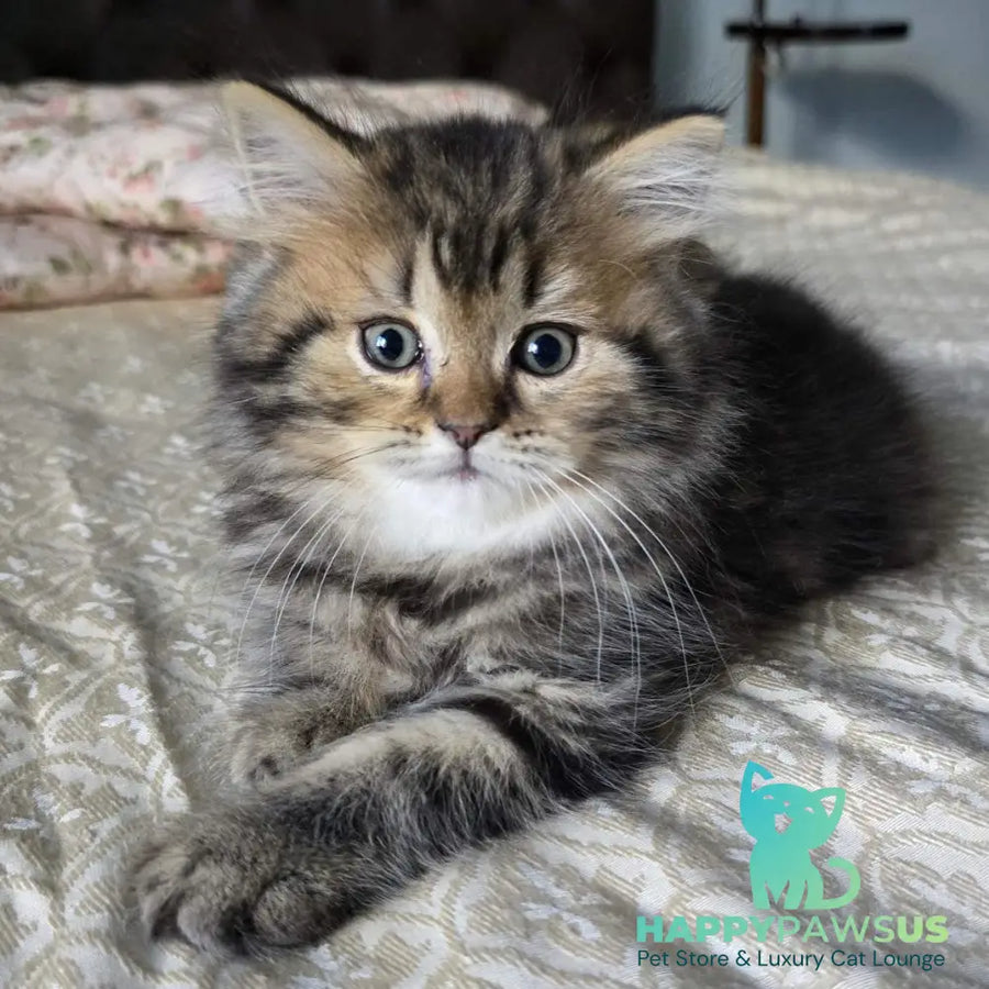 Dakota Scottish Straight female black tabby - live animals