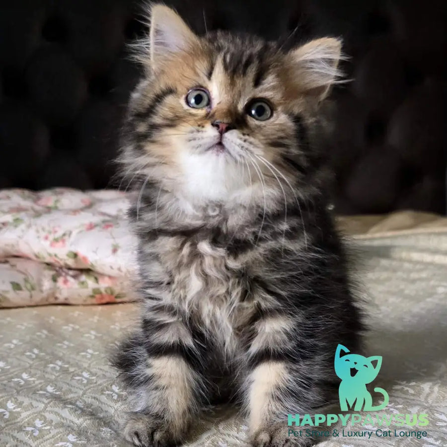 Dakota Scottish Straight female black tabby - live animals