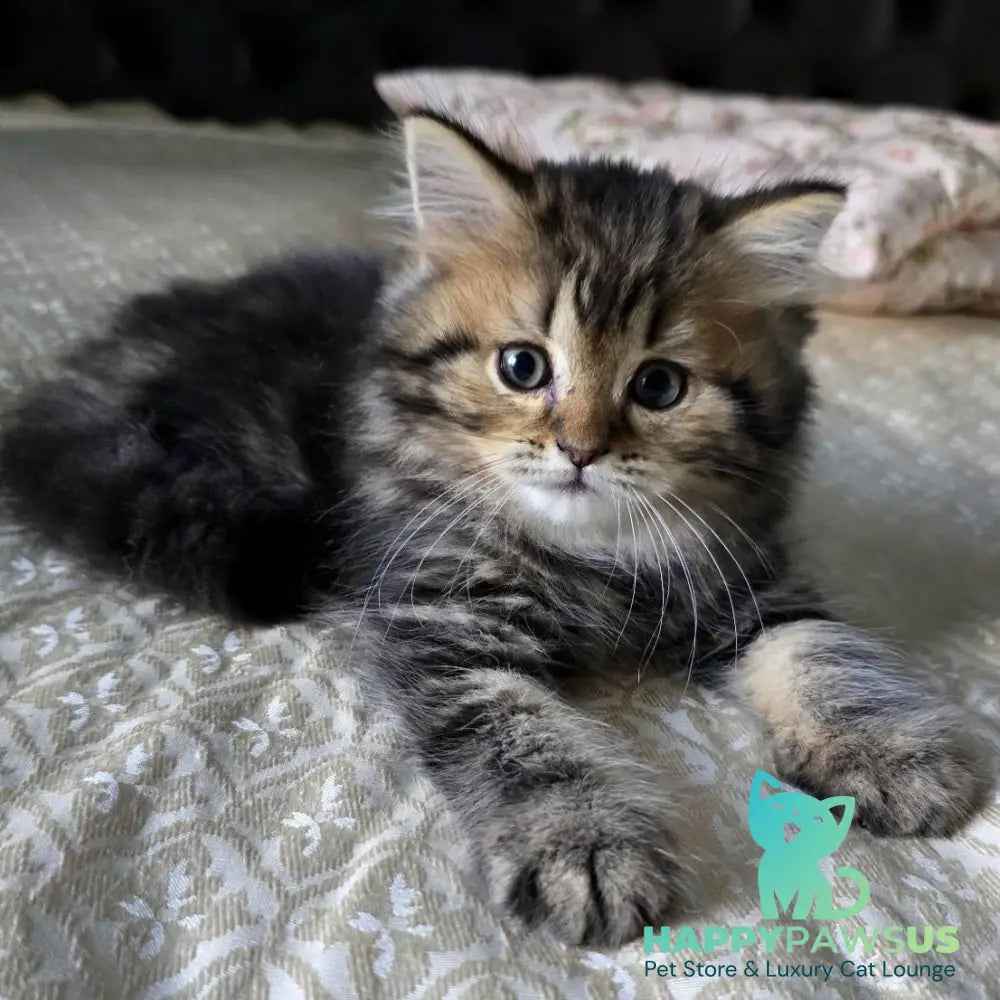Dakota Scottish Straight female black tabby - live animals