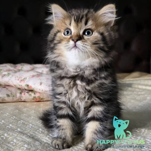 Dakota Scottish Straight female black tabby - live animals
