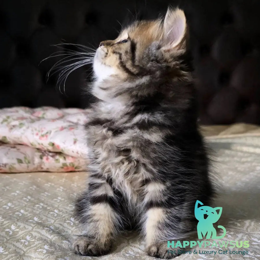 Dakota Scottish Straight female black tabby - live animals