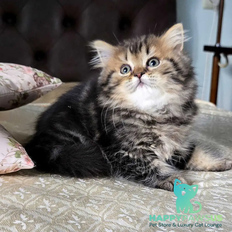 Dakota Scottish Straight female black tabby - live animals