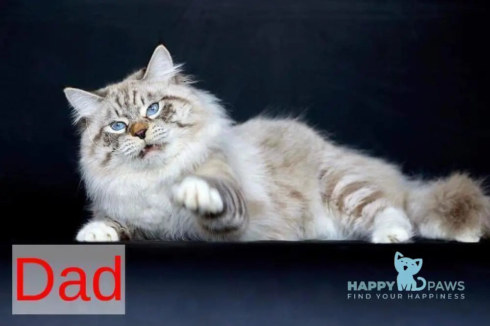 Dakota Siberian female black silver with white tabby pointed live animals