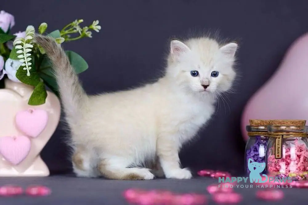 Dakota Siberian female black silver with white tabby pointed live animals