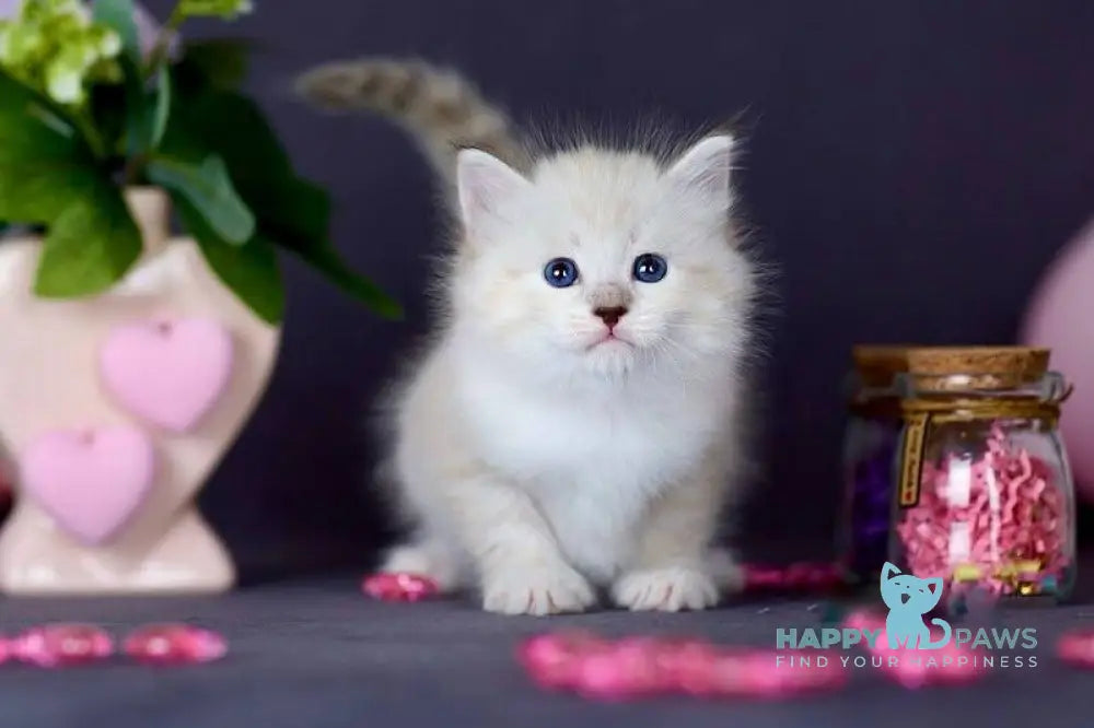 Dakota Siberian female black silver with white tabby pointed live animals