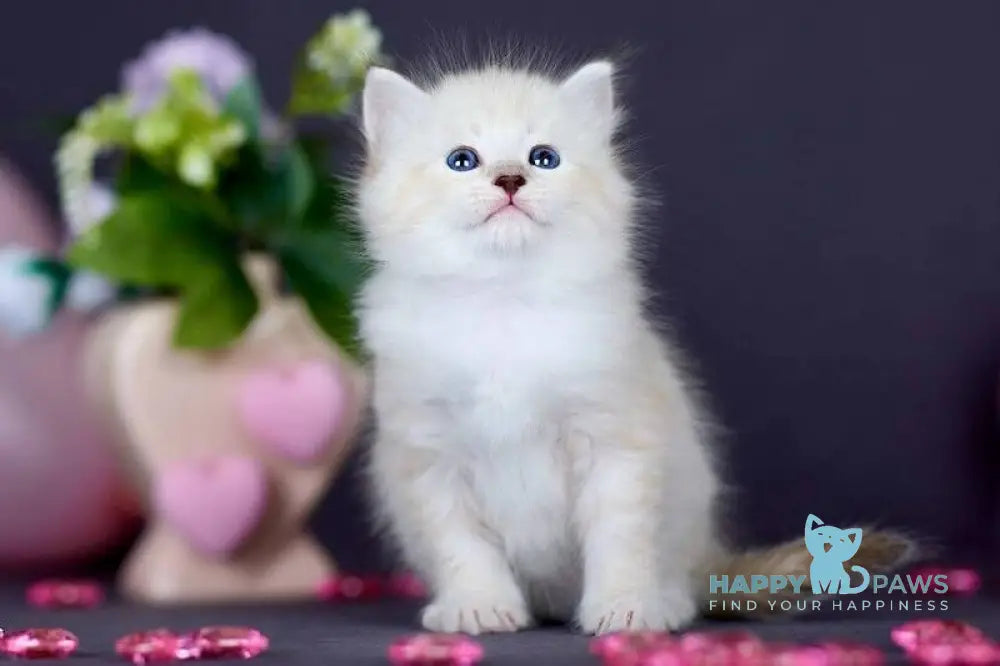 Dakota Siberian female black silver with white tabby pointed live animals