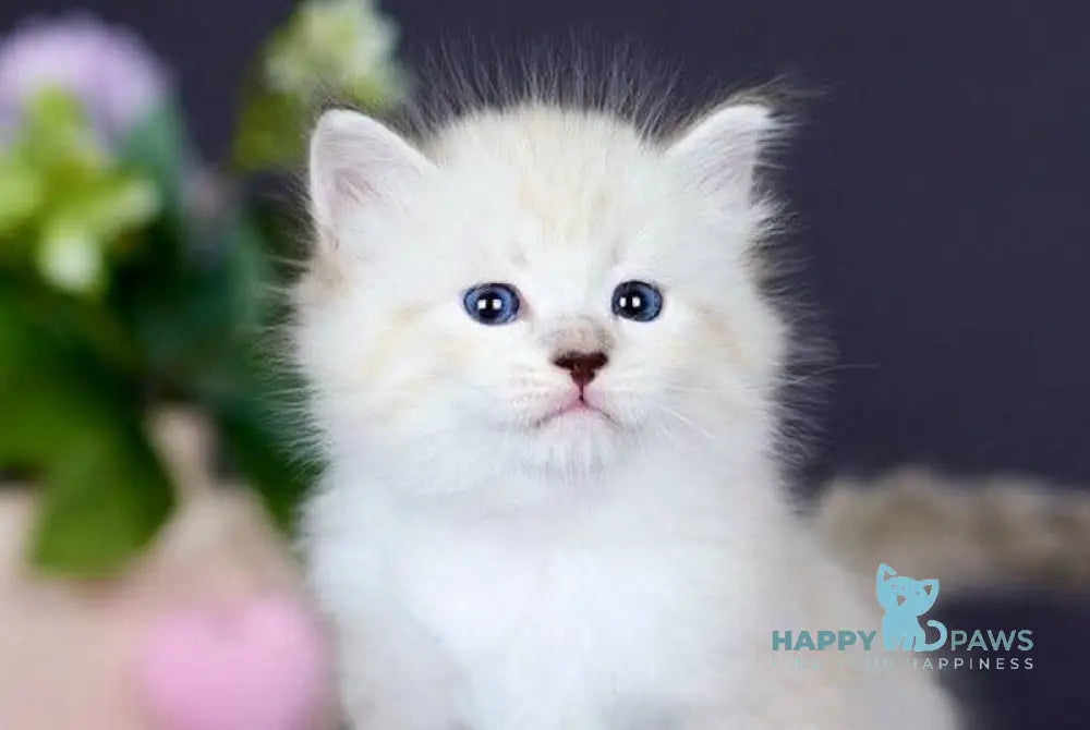 Dakota Siberian female black silver with white tabby pointed live animals