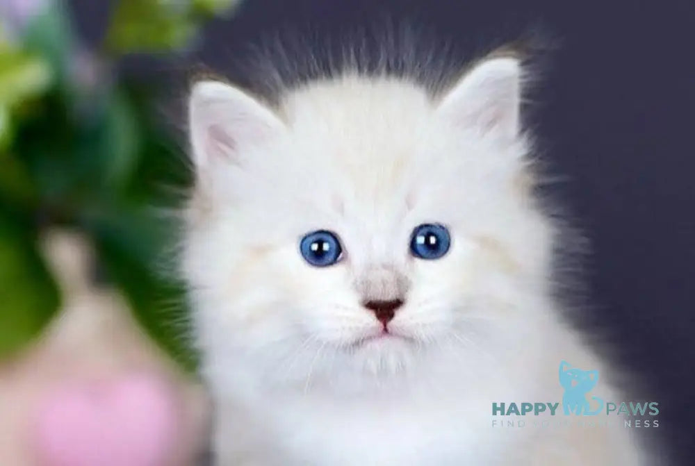 Dakota Siberian female black silver with white tabby pointed live animals