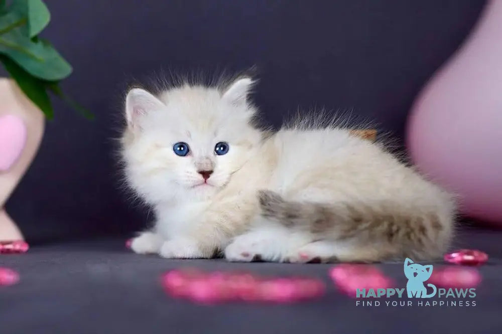 Dakota Siberian female black silver with white tabby pointed live animals