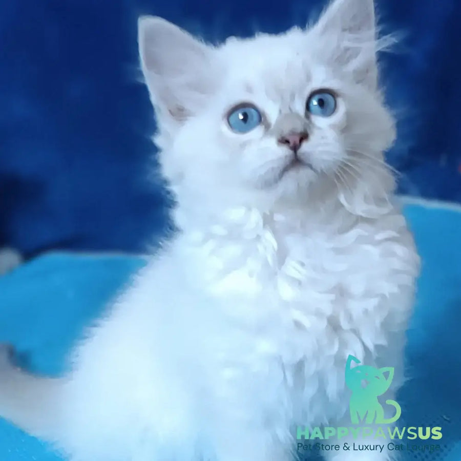 Dakota Siberian female blue tabby pointed - live animals
