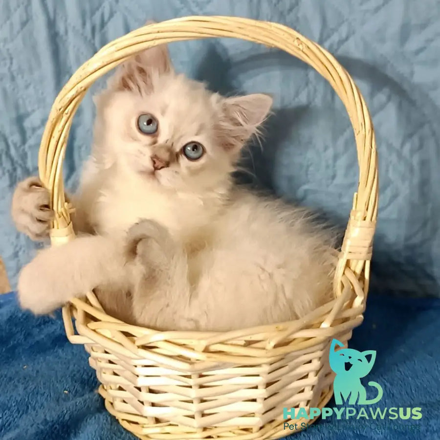 Dakota Siberian female blue tabby pointed - live animals