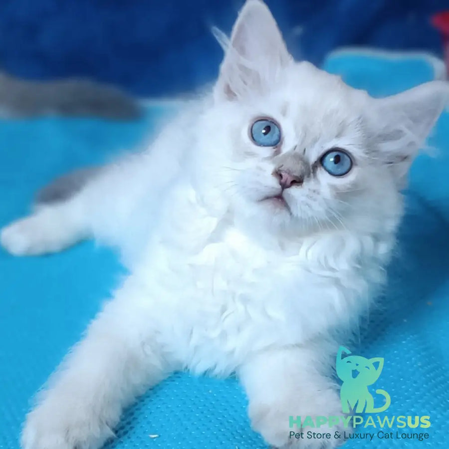 Dakota Siberian female blue tabby pointed - live animals