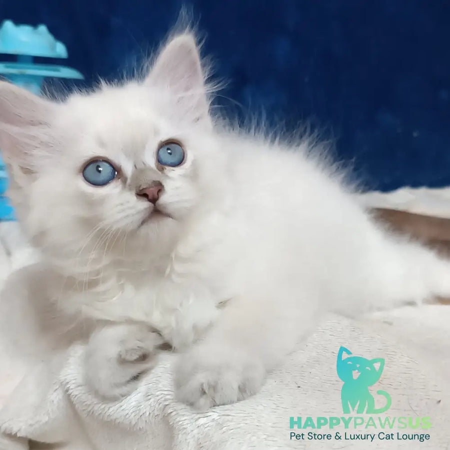 Dakota Siberian female blue tabby pointed - live animals