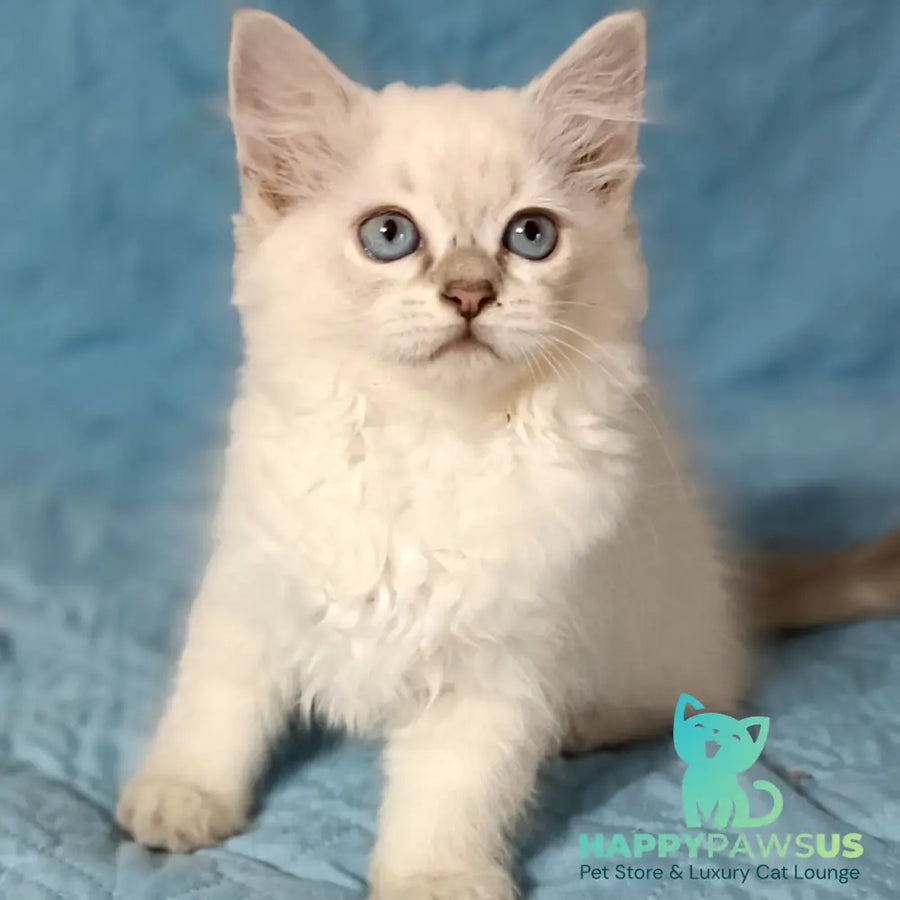 Dakota Siberian female blue tabby pointed - live animals