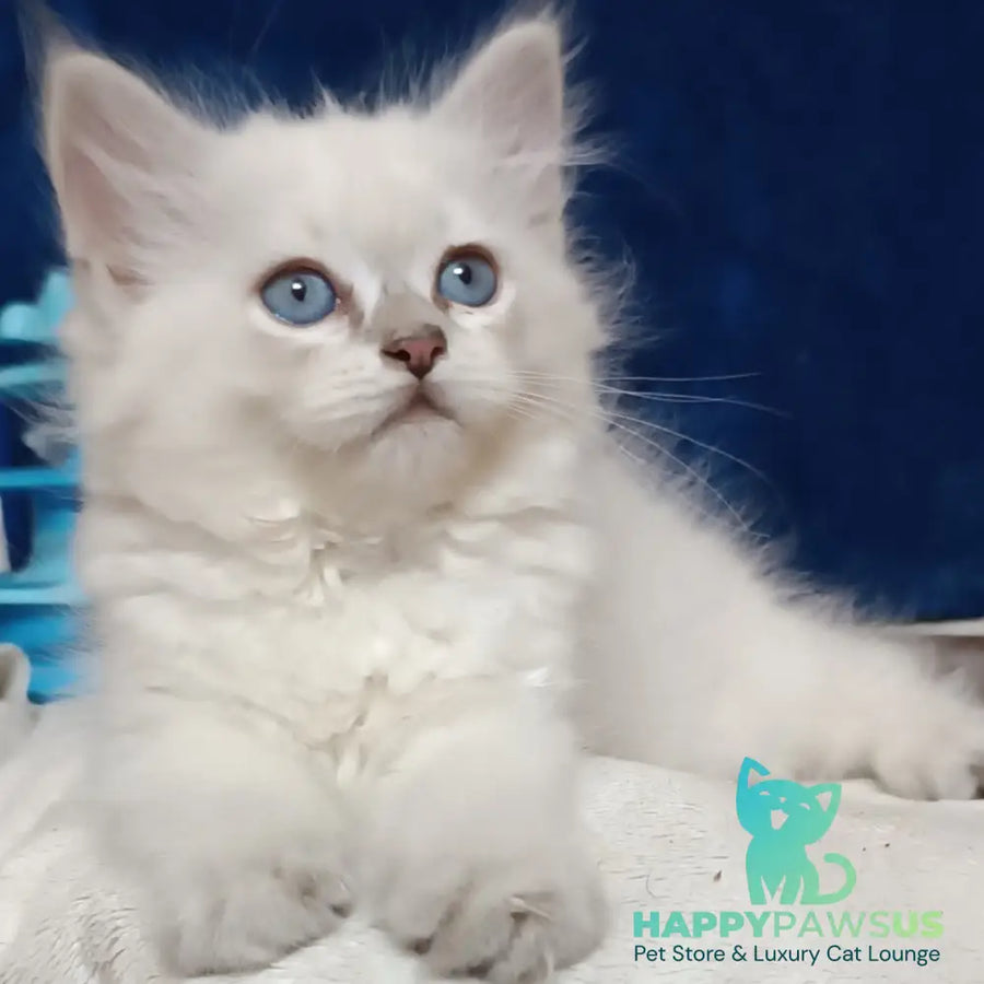 Dakota Siberian female blue tabby pointed - live animals