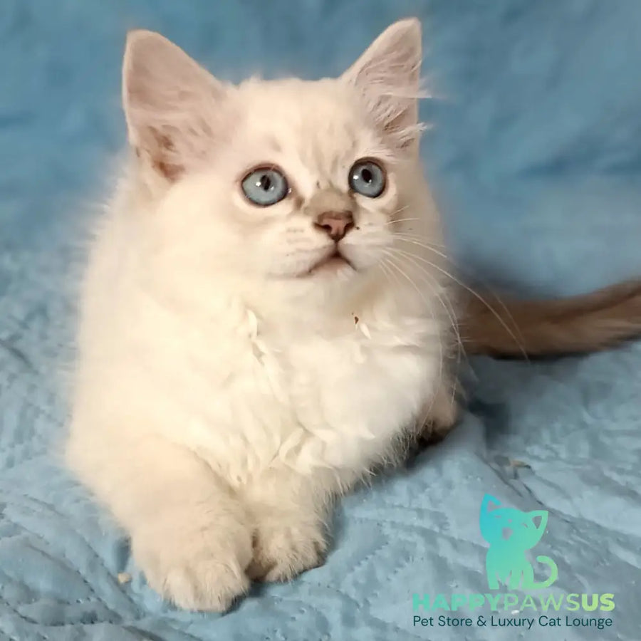 Dakota Siberian female blue tabby pointed - live animals
