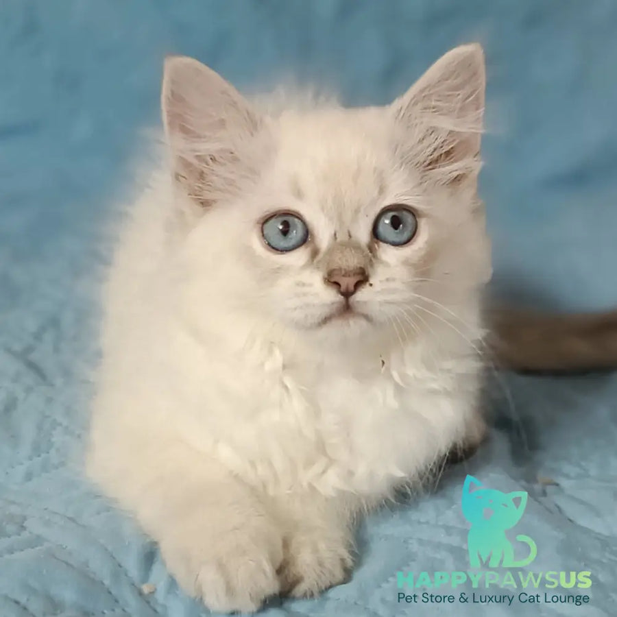 Dakota Siberian female blue tabby pointed - live animals