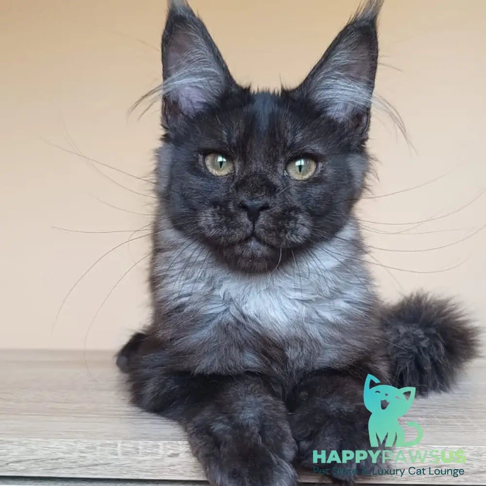 Dalaina Maine Coon female black silver - live animals