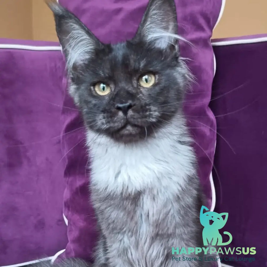 Dalaina Maine Coon female black silver - live animals