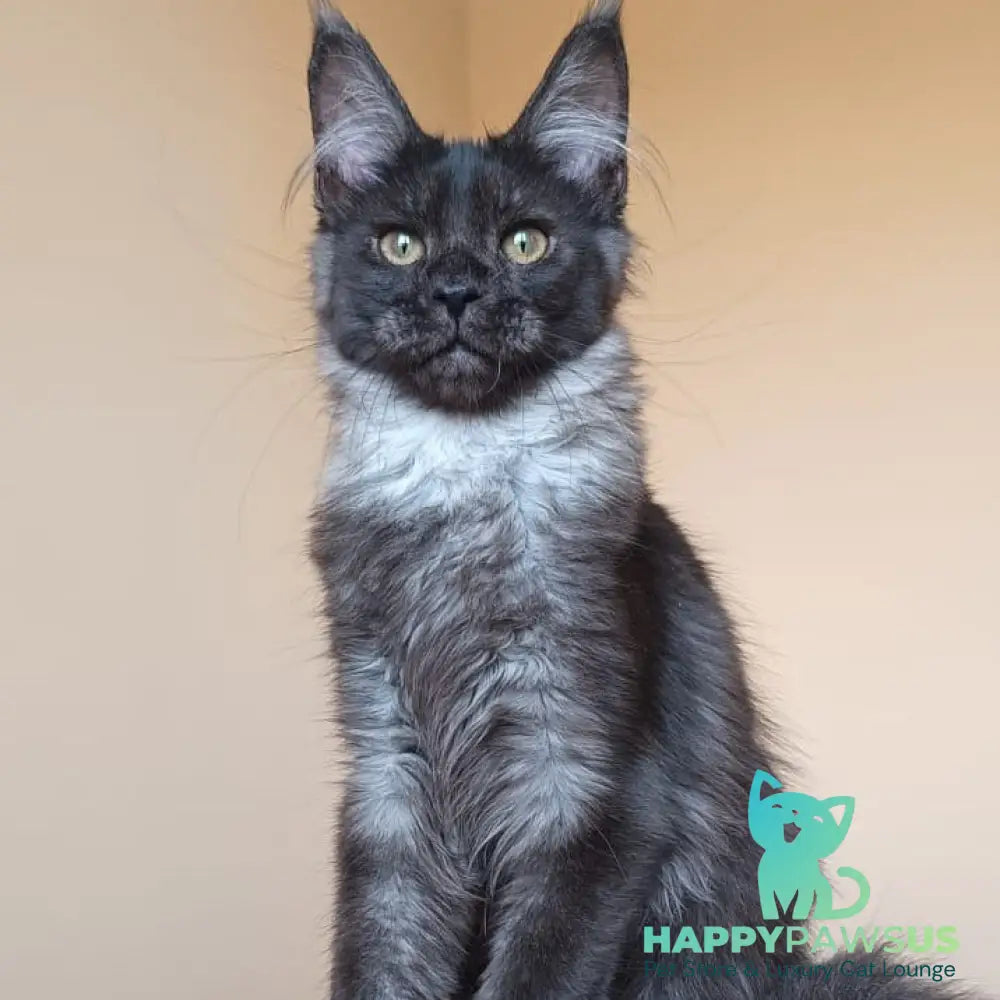 Dalaina Maine Coon female black silver - live animals